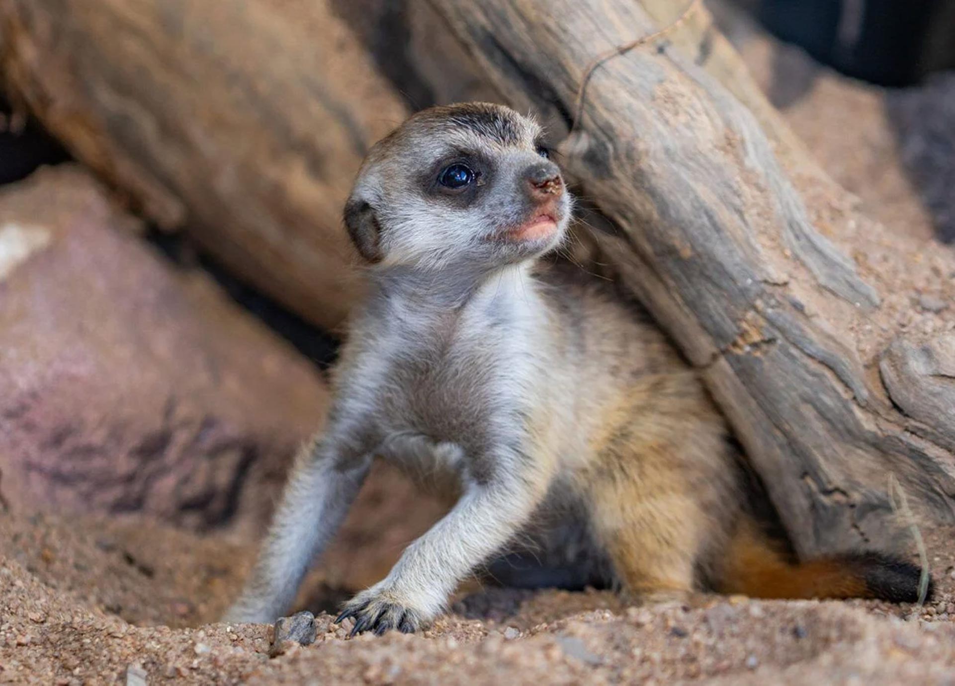 BlogMeerkatBabies-Header-Mobile