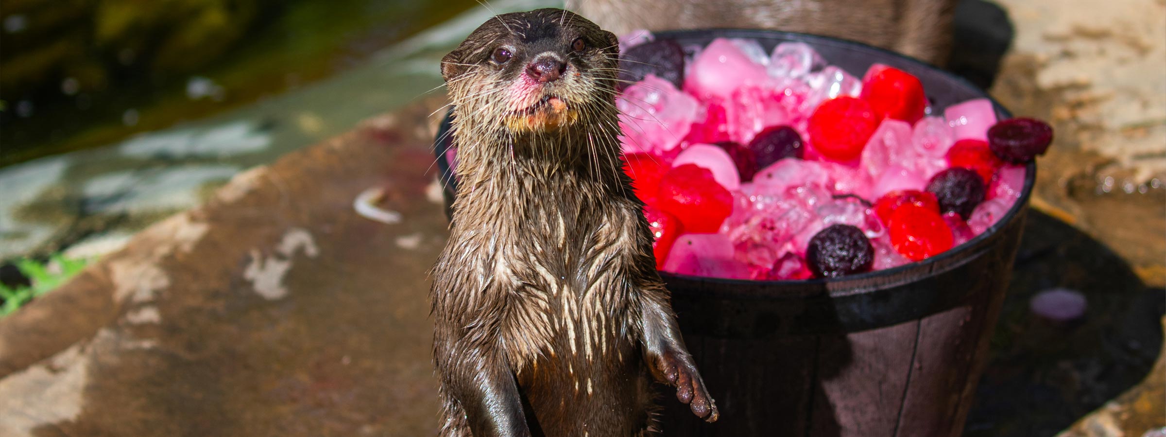 BlogOtterVday-Header-Desktop