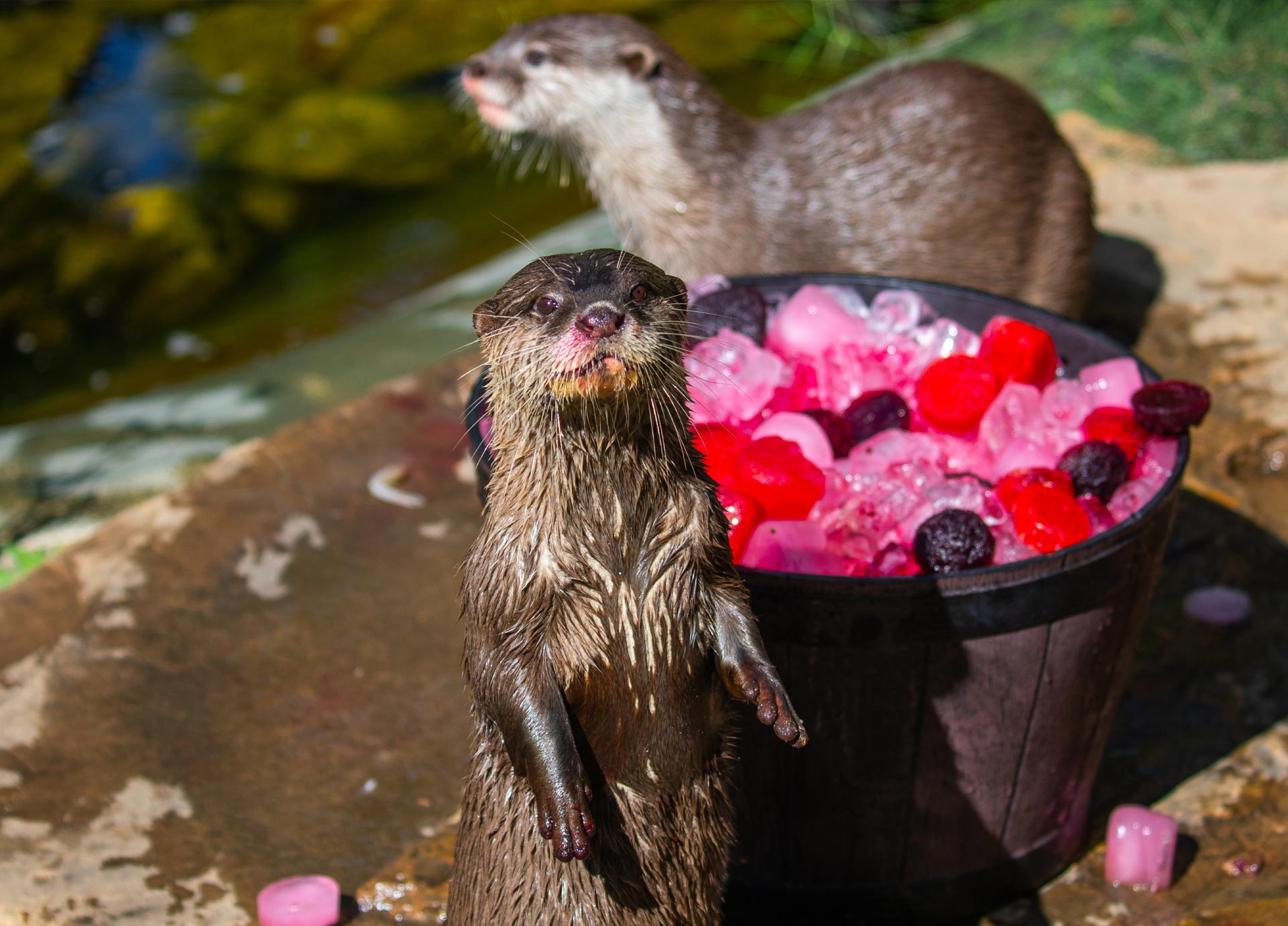 BlogOtterVday-Header-Mobile