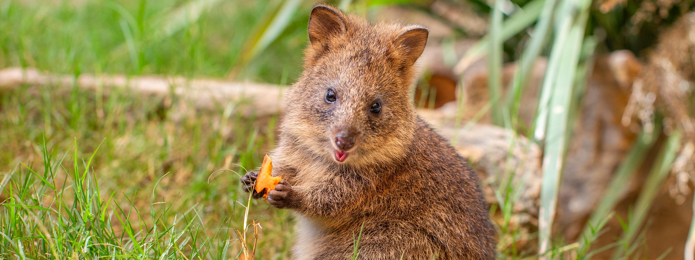 BlogQuokkaBaby-Header-Desktop