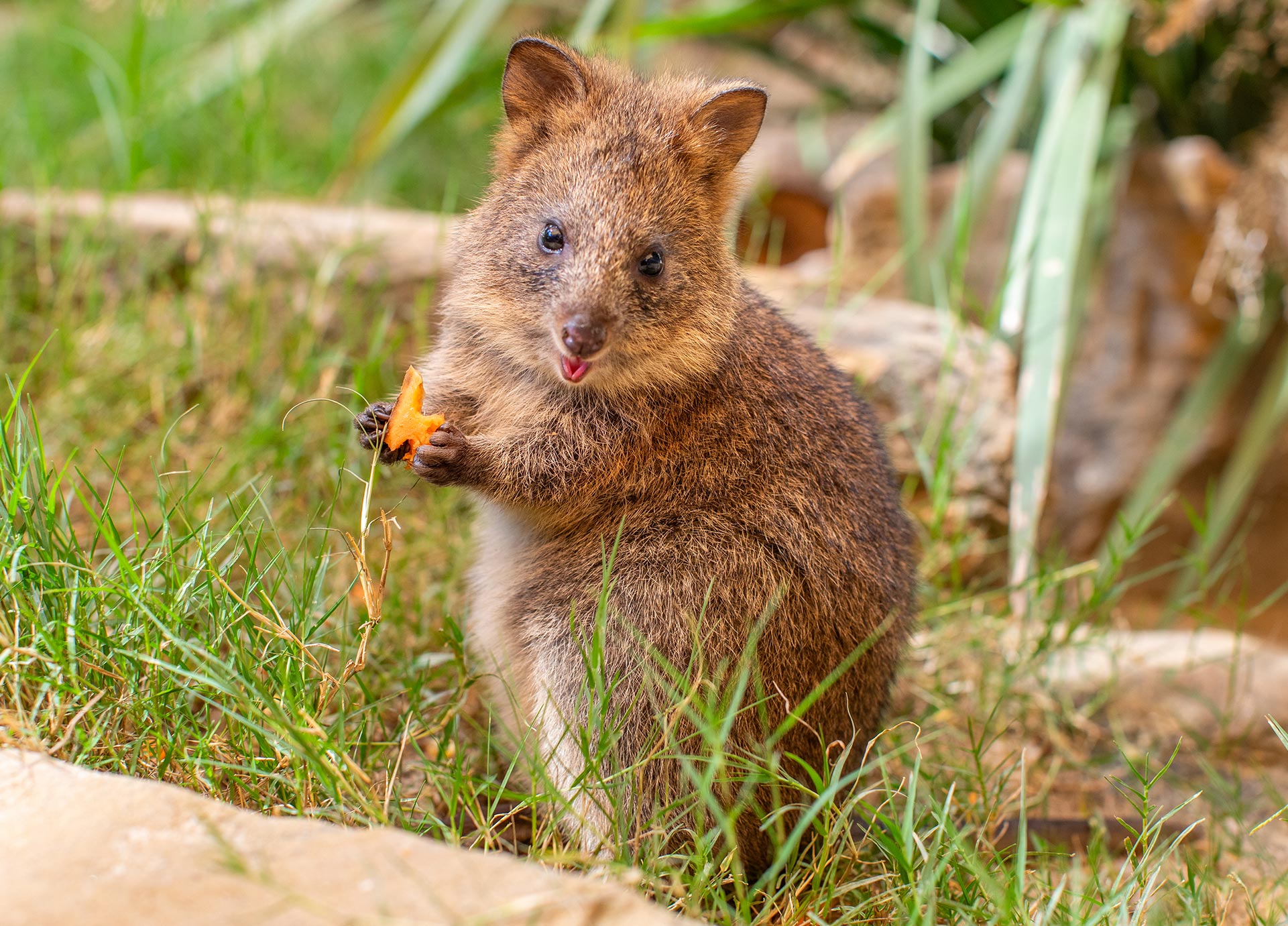 BlogQuokkaBaby-Header-Mobile