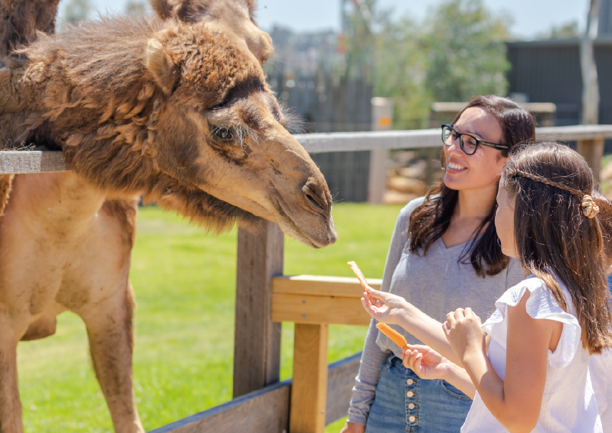 Camel_Encounter_Image1