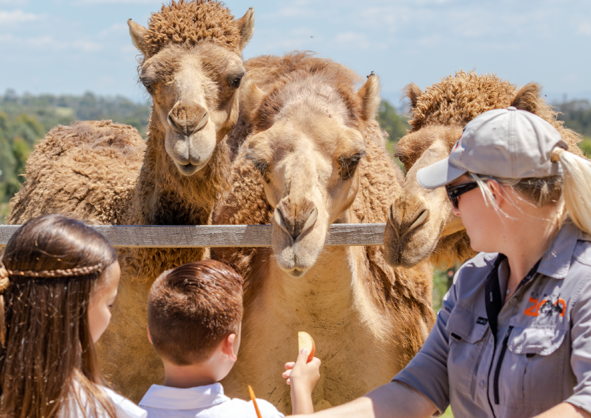 Camel_Encounter_Image2