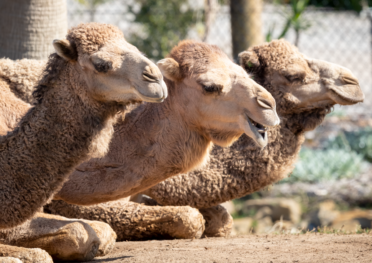 Camel_Encounter_Image3