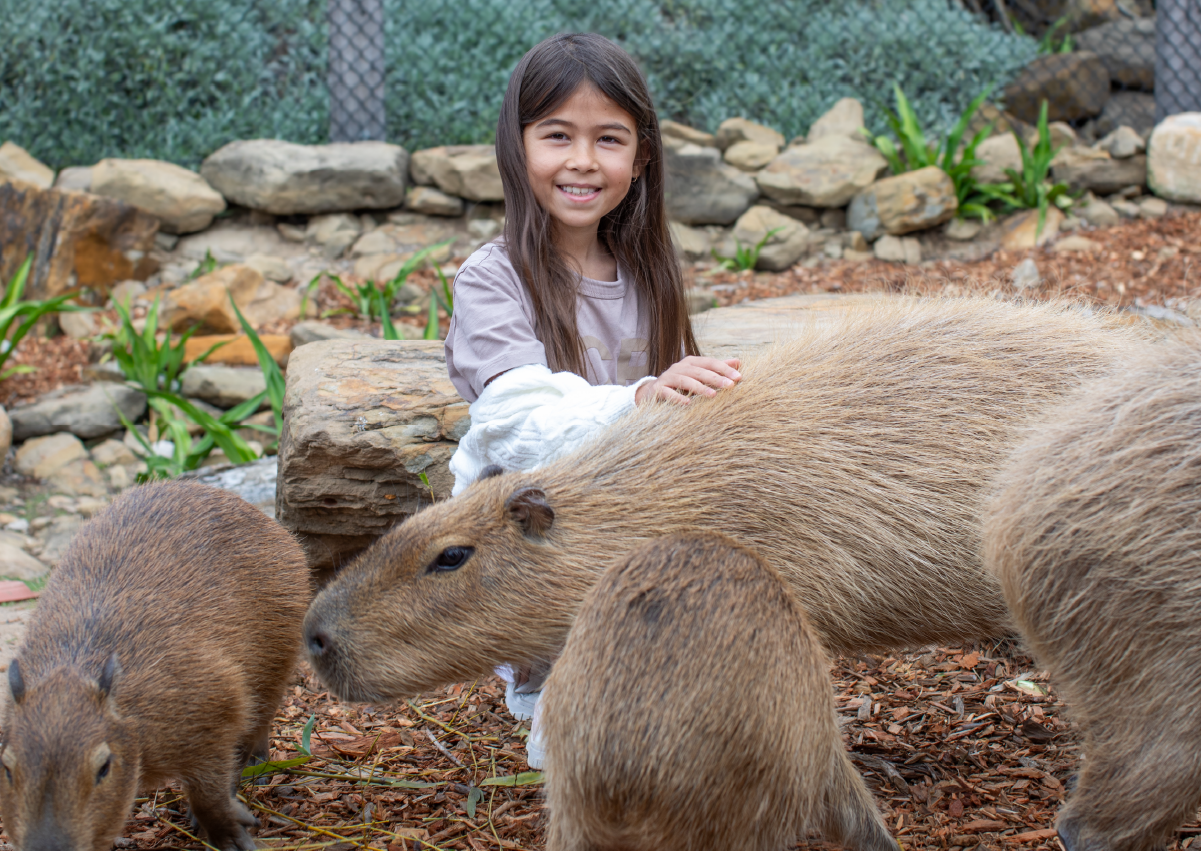 Capybara_Encounter_Image2