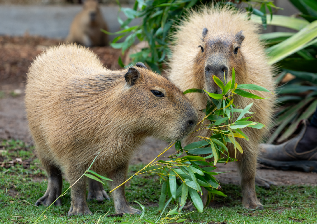 Capybara_Encounter_Image3