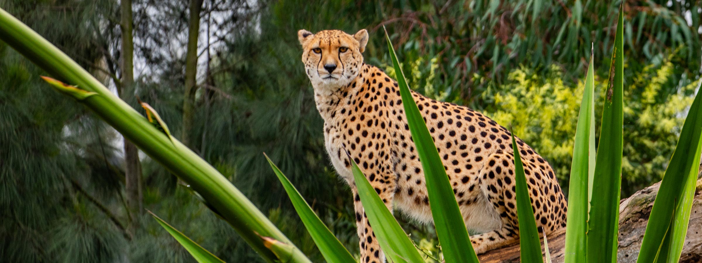 CheetahBlog-Header-Desktop-1