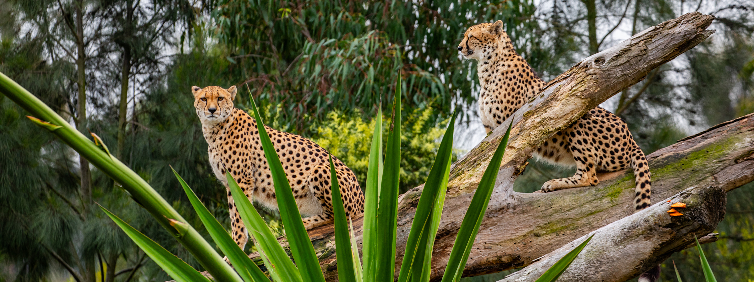 CheetahBlog-Header-Desktop