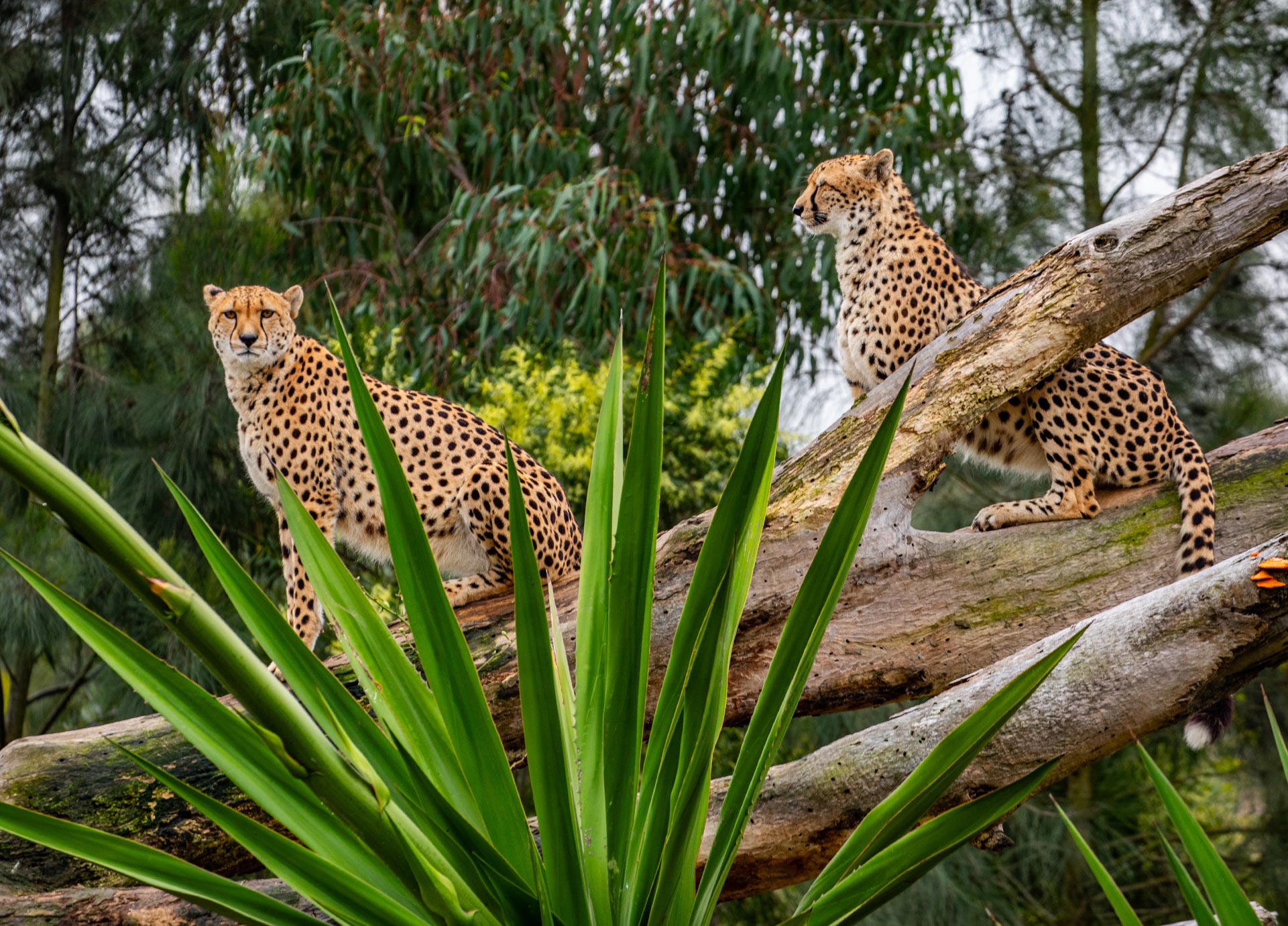 CheetahBlog-Header-Mobile