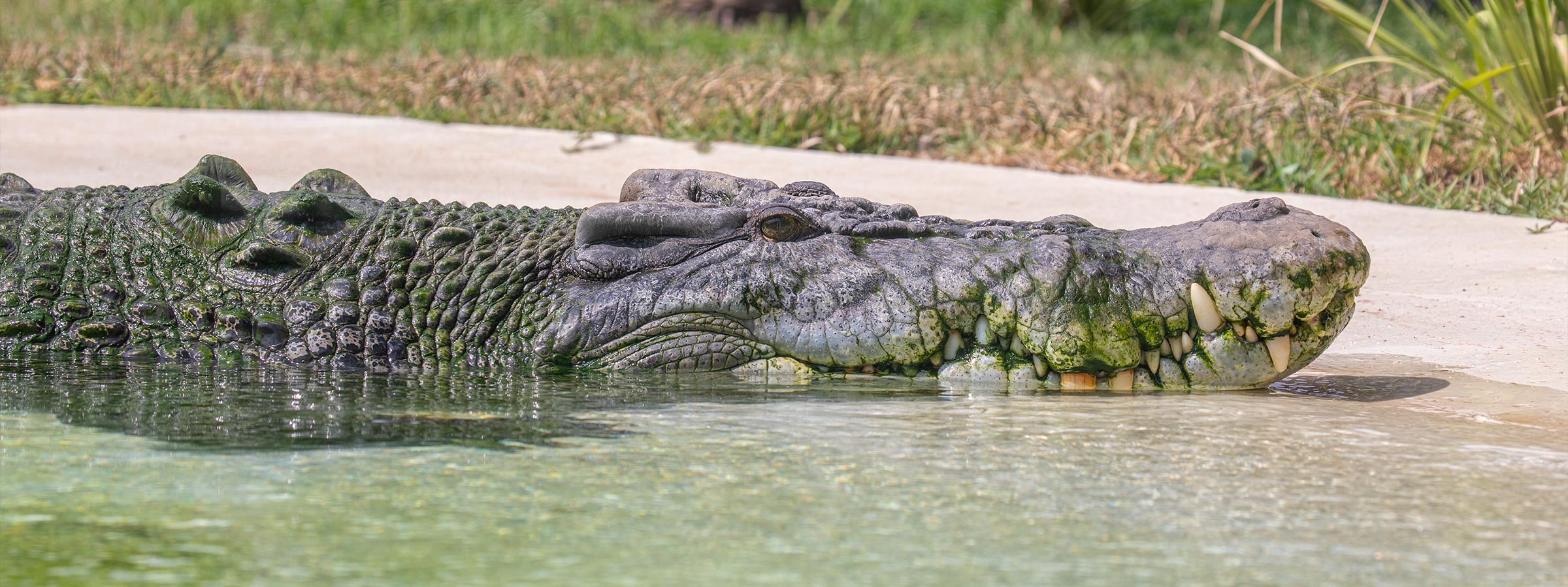 CrocBloodDraw-Header-Desktop