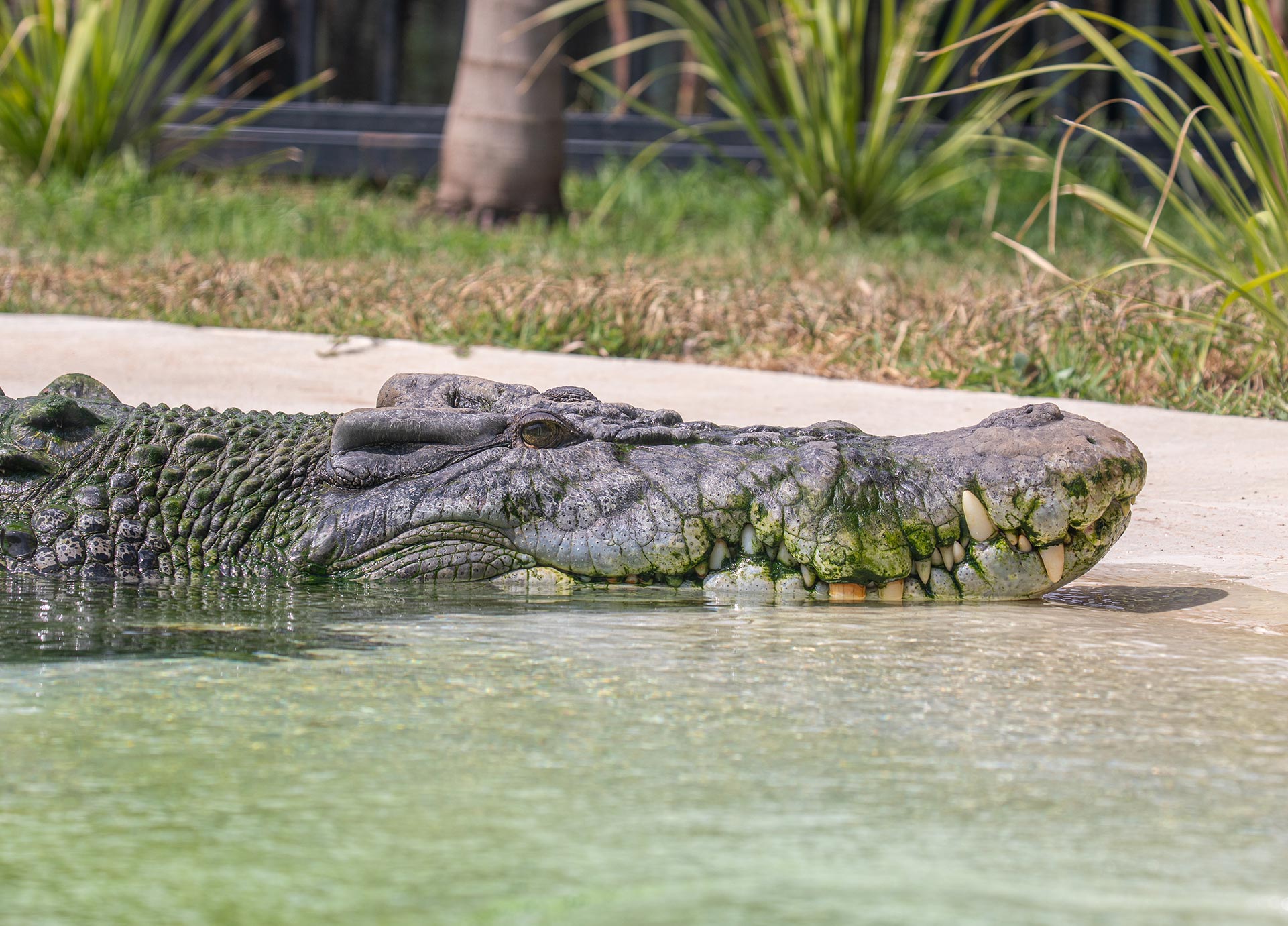 CrocBloodDraw-Header-Mobile