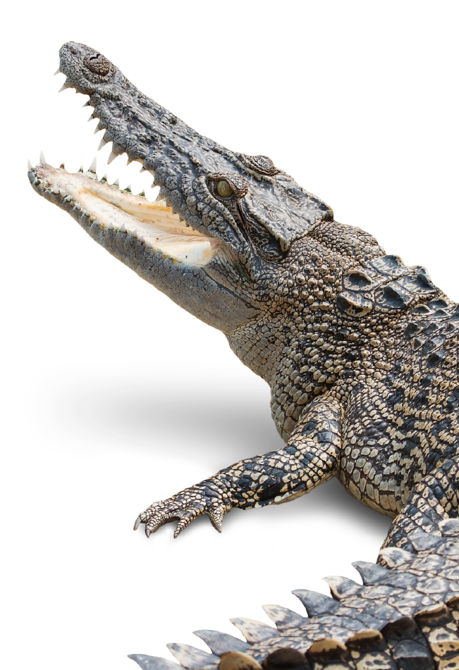 Croc Encounter