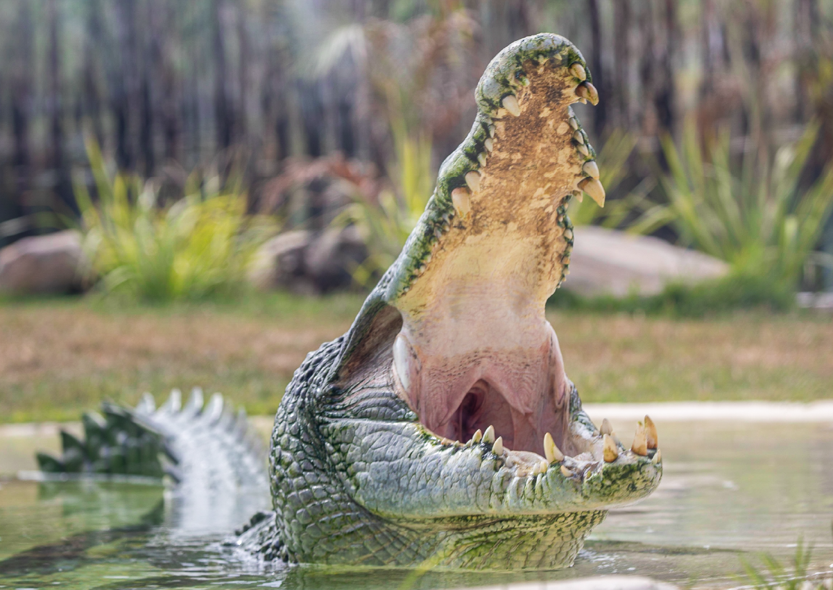 Crocodile_Encounter_Image1