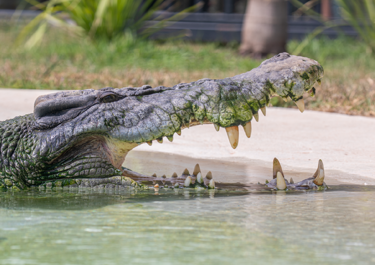 Crocodile_Encounter_Image2