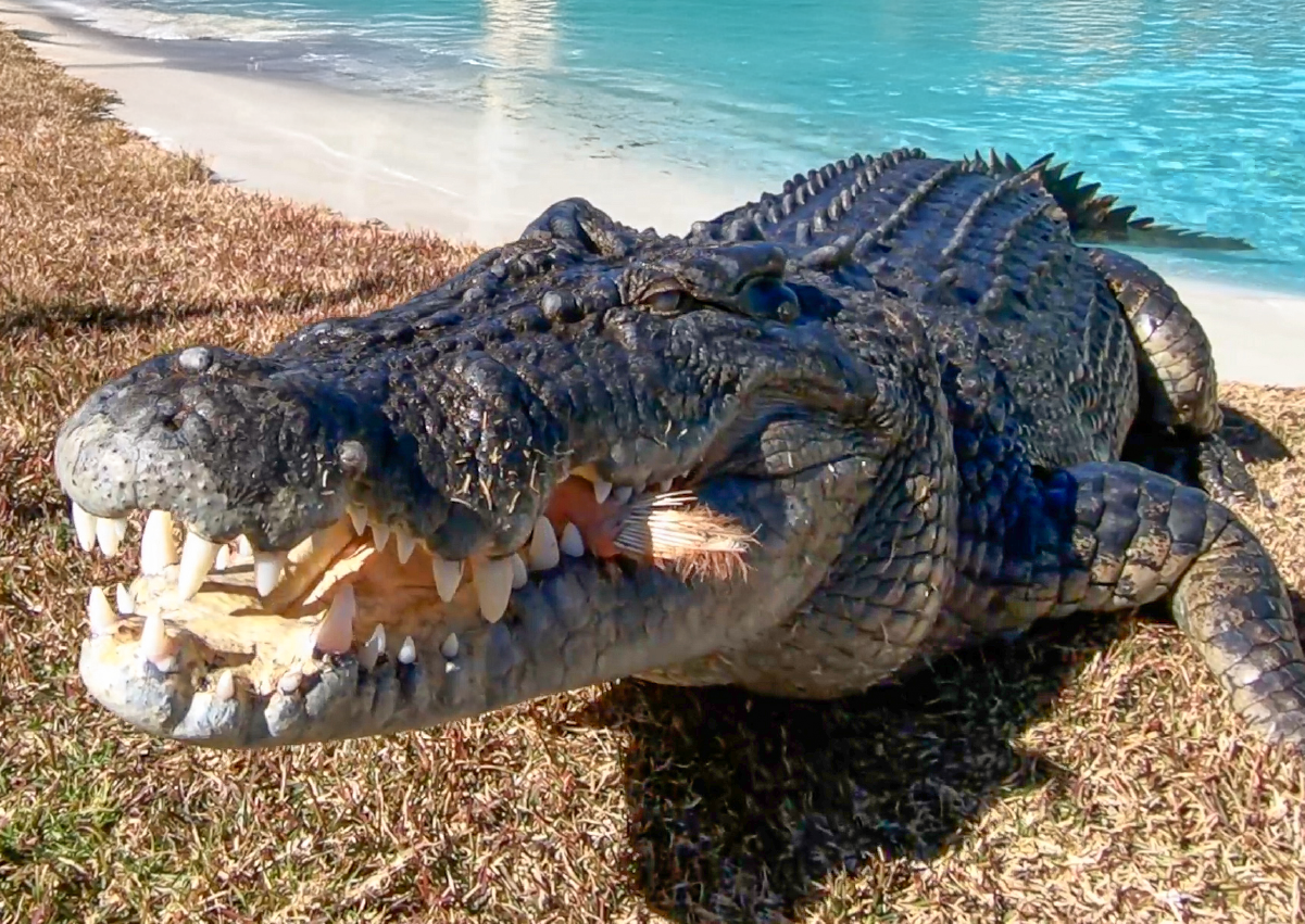 Crocodile_Encounter_Image3