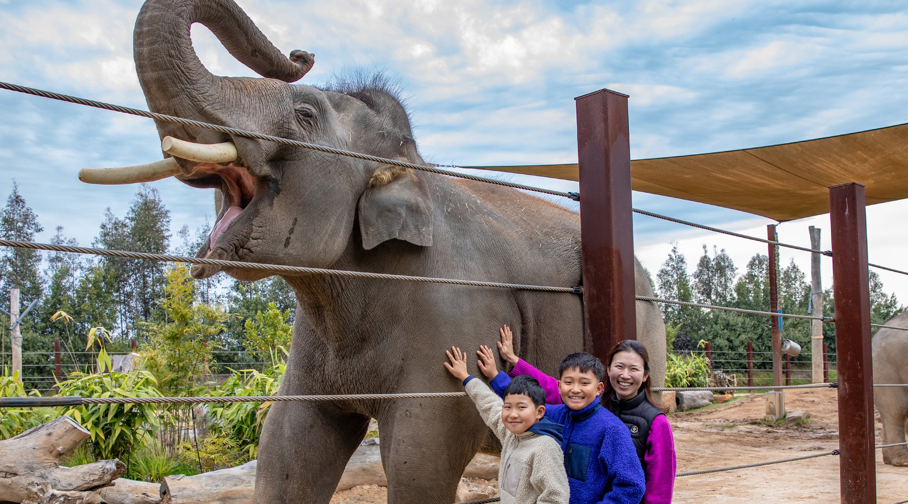 Elephant-Encounter