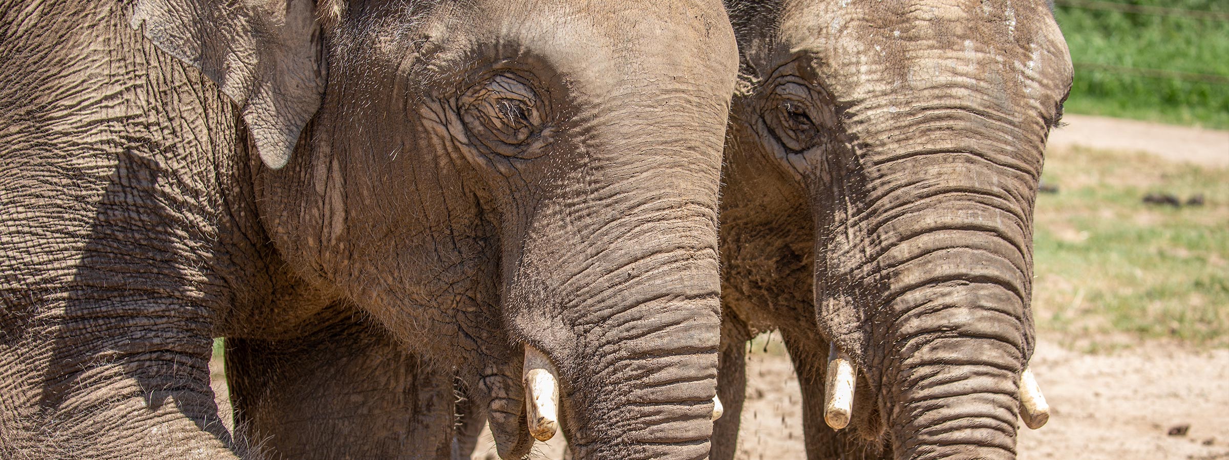 ElephantArrivalBlog-Header-Desktop