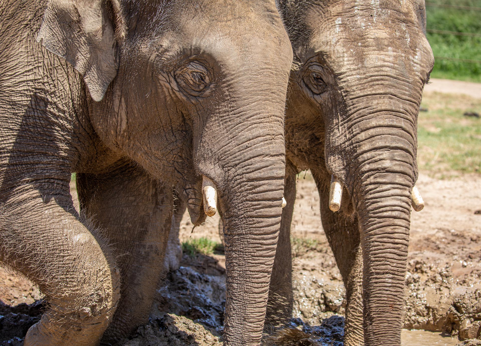 ElephantArrivalBlog-Header-Mobile