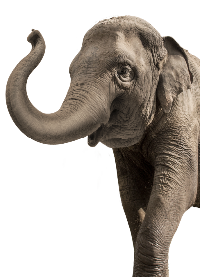 Elephant Encounter