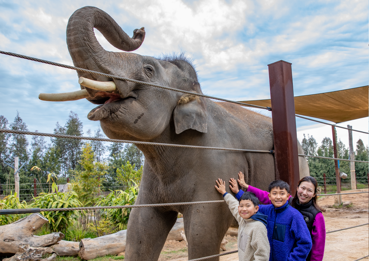 Elephant_Encounter_Image1