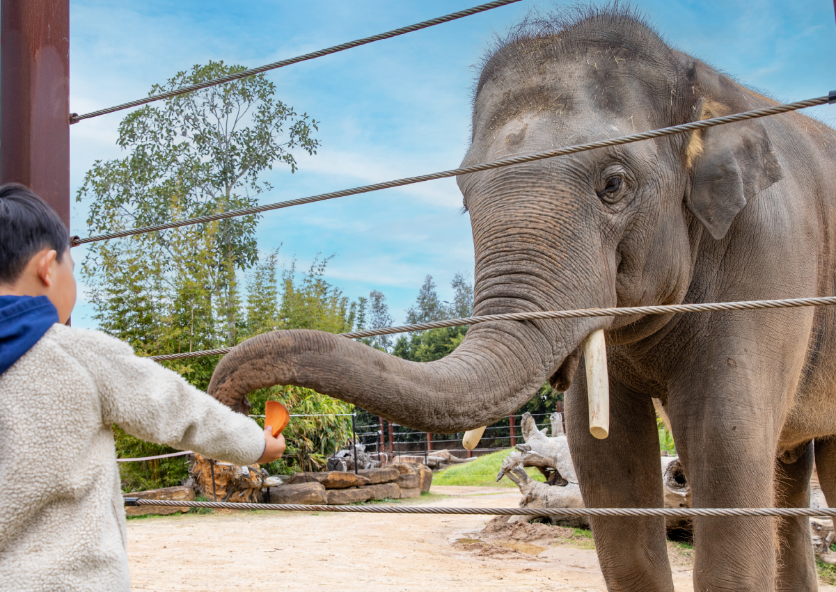 Elephant_Encounter_Image2