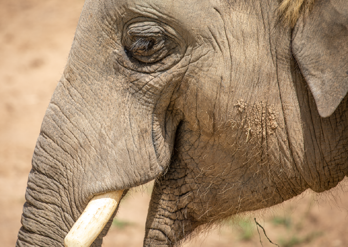Elephant_Encounter_Image3