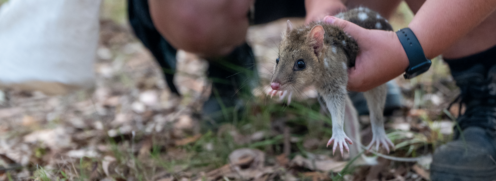 QuollBannerBackground