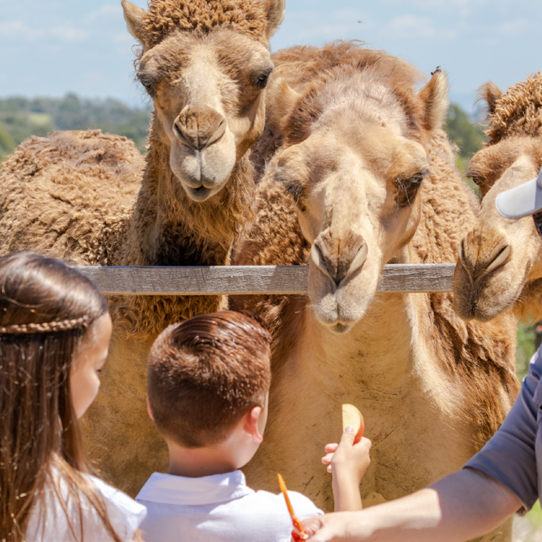 Camel Encounter
