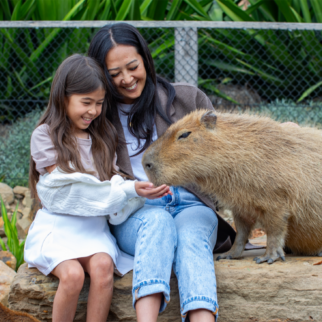 Capybara Encounter