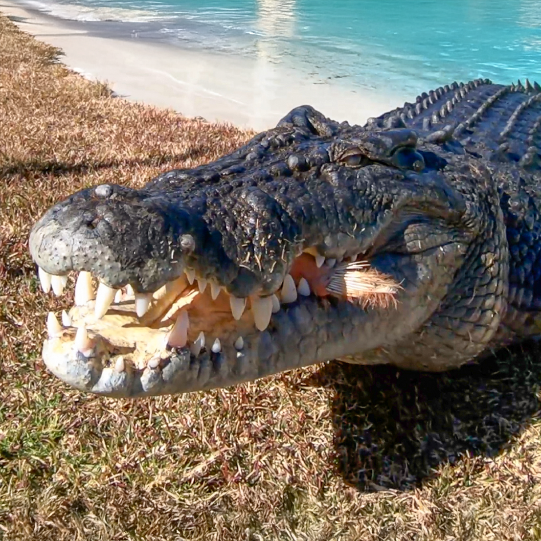 Crocodile Encounter