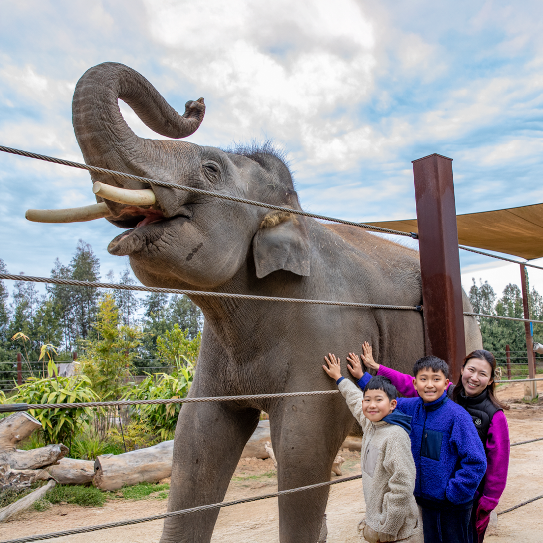Elephant Encounter
