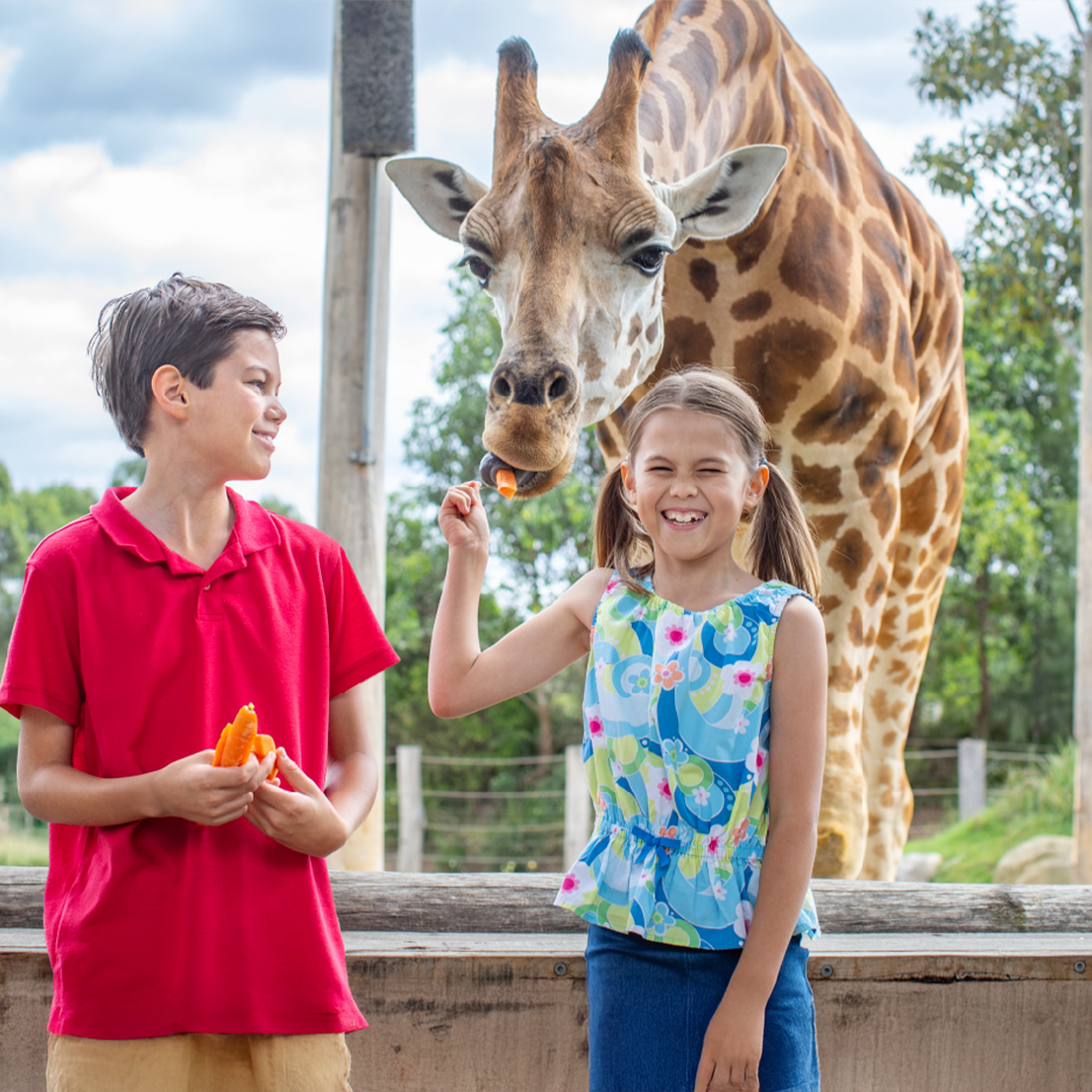 Giraffe Encounter