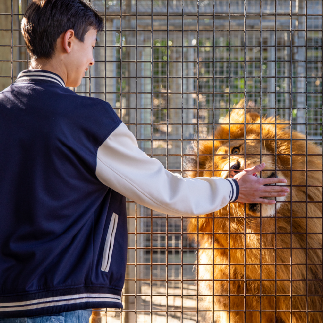 Lion Encounter