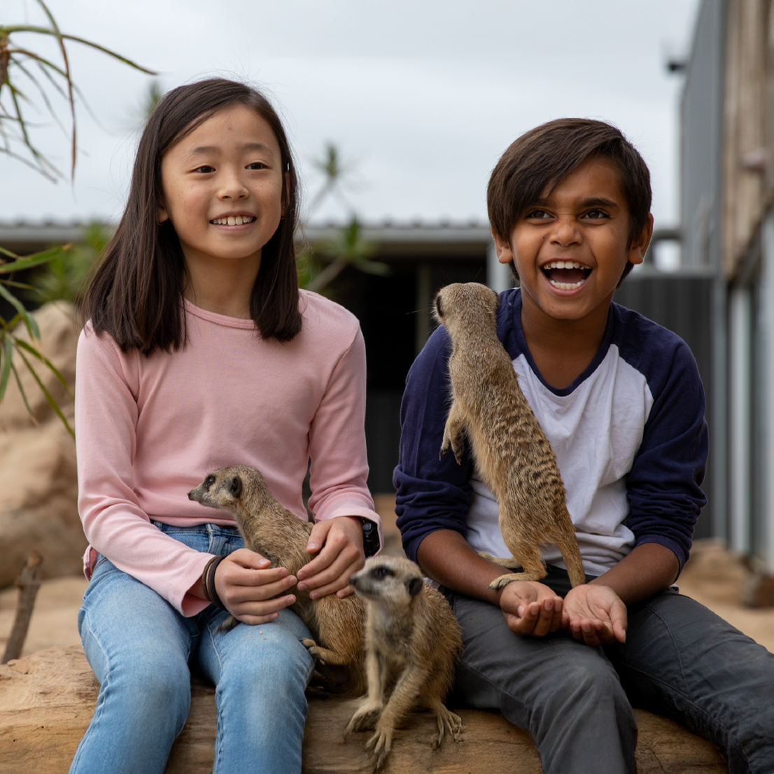 Meerkat Encounter