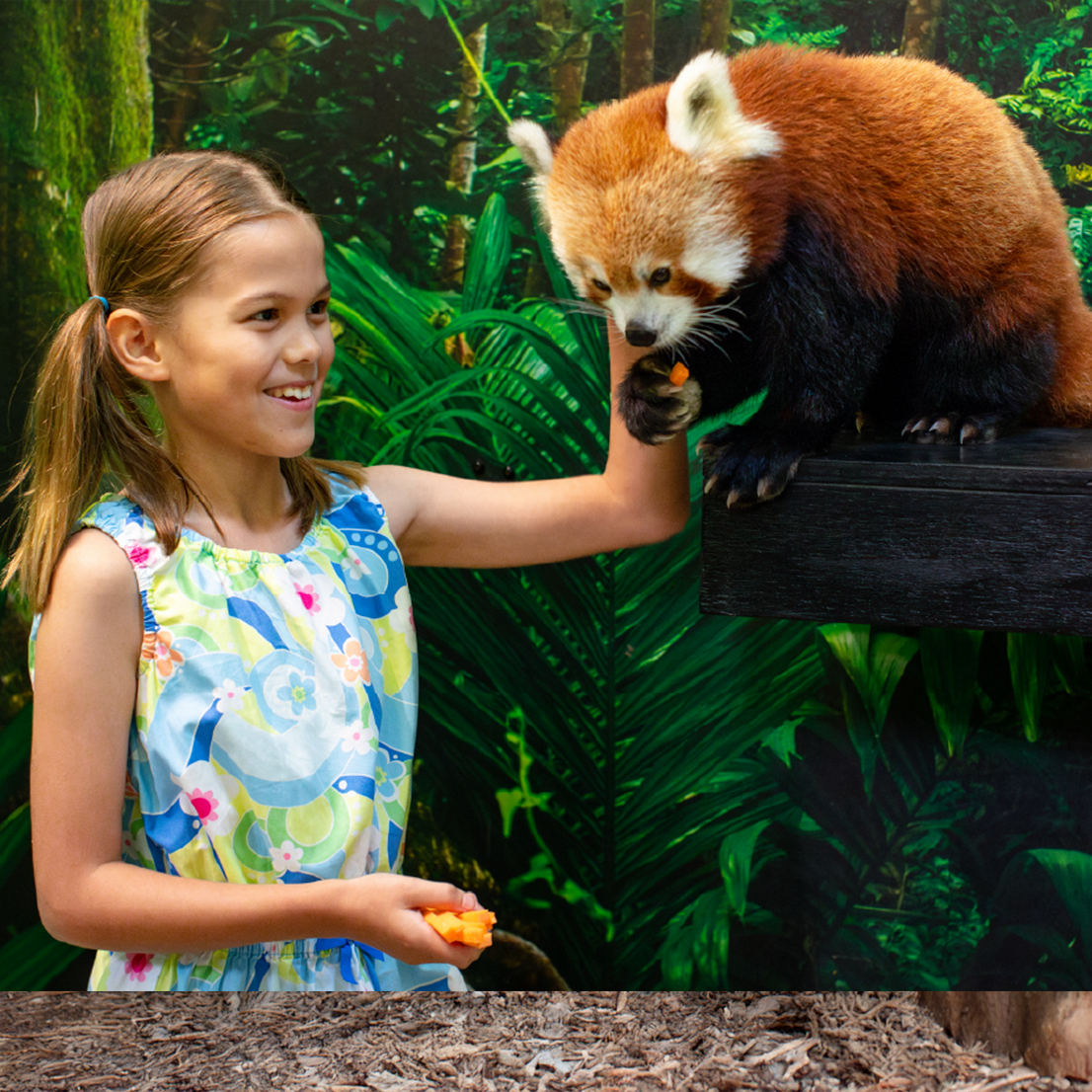 Red Panda Encounter