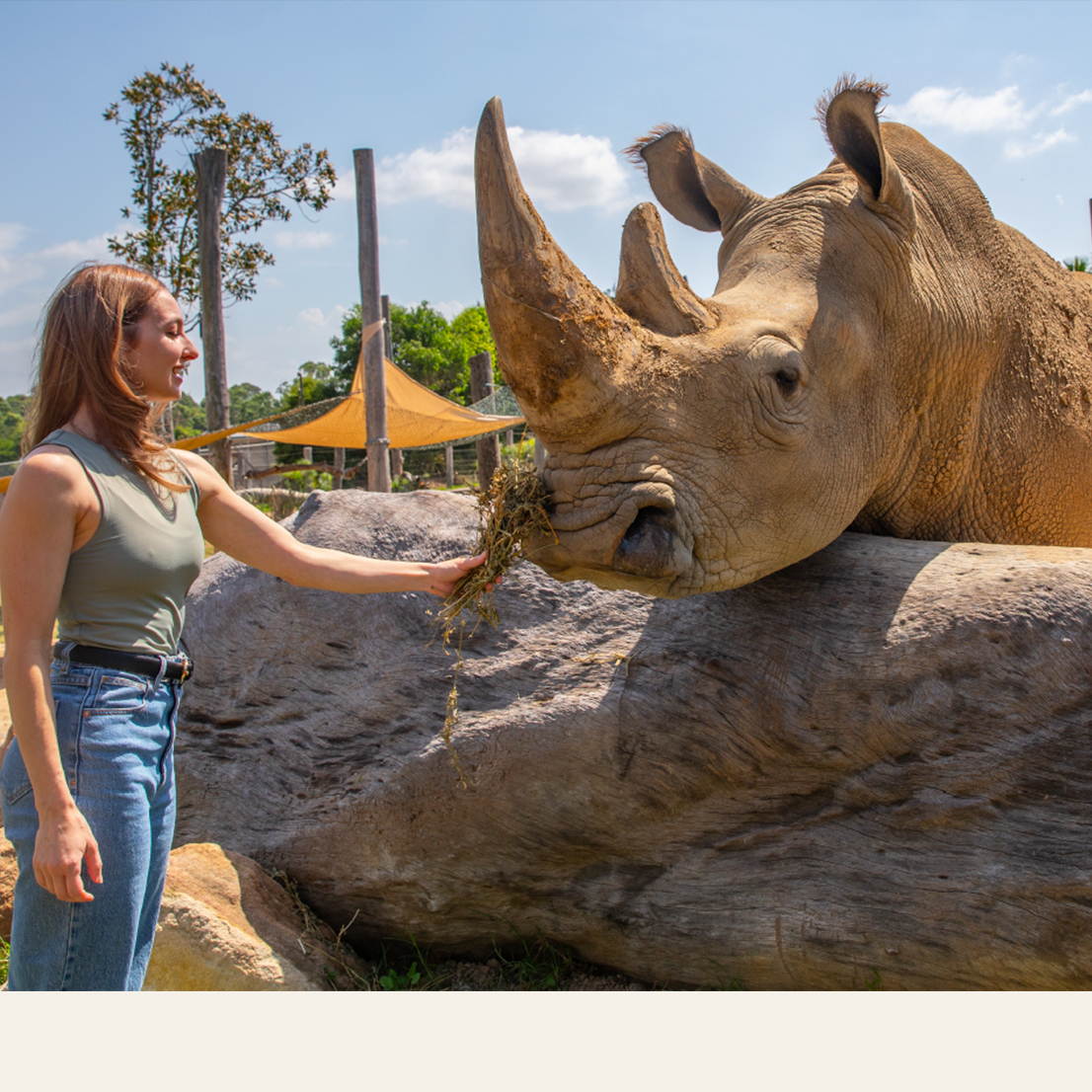 Rhino Encounter