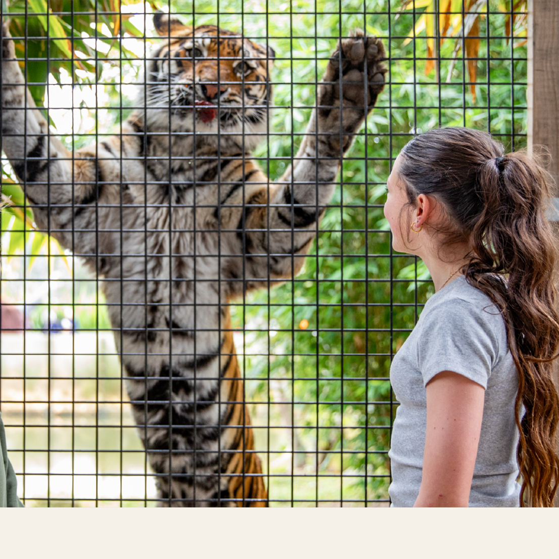 Tiger Encounter