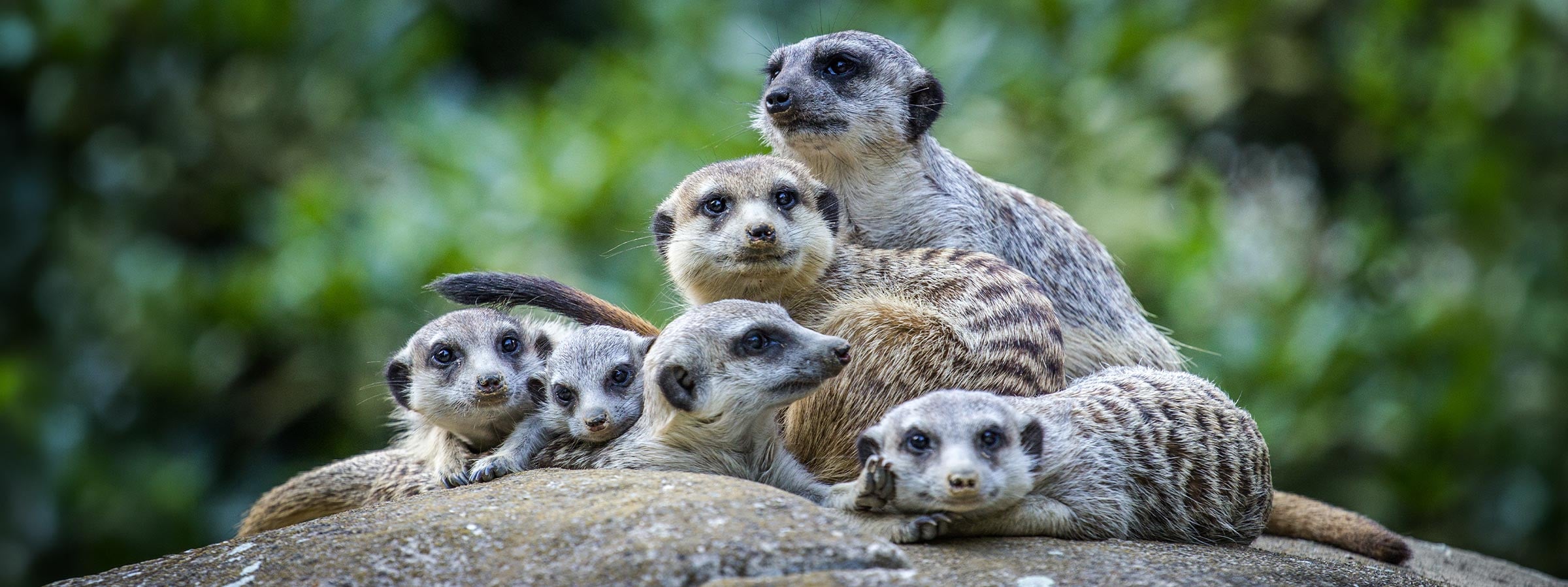 FamilyBundleBlog-Header-Desktop