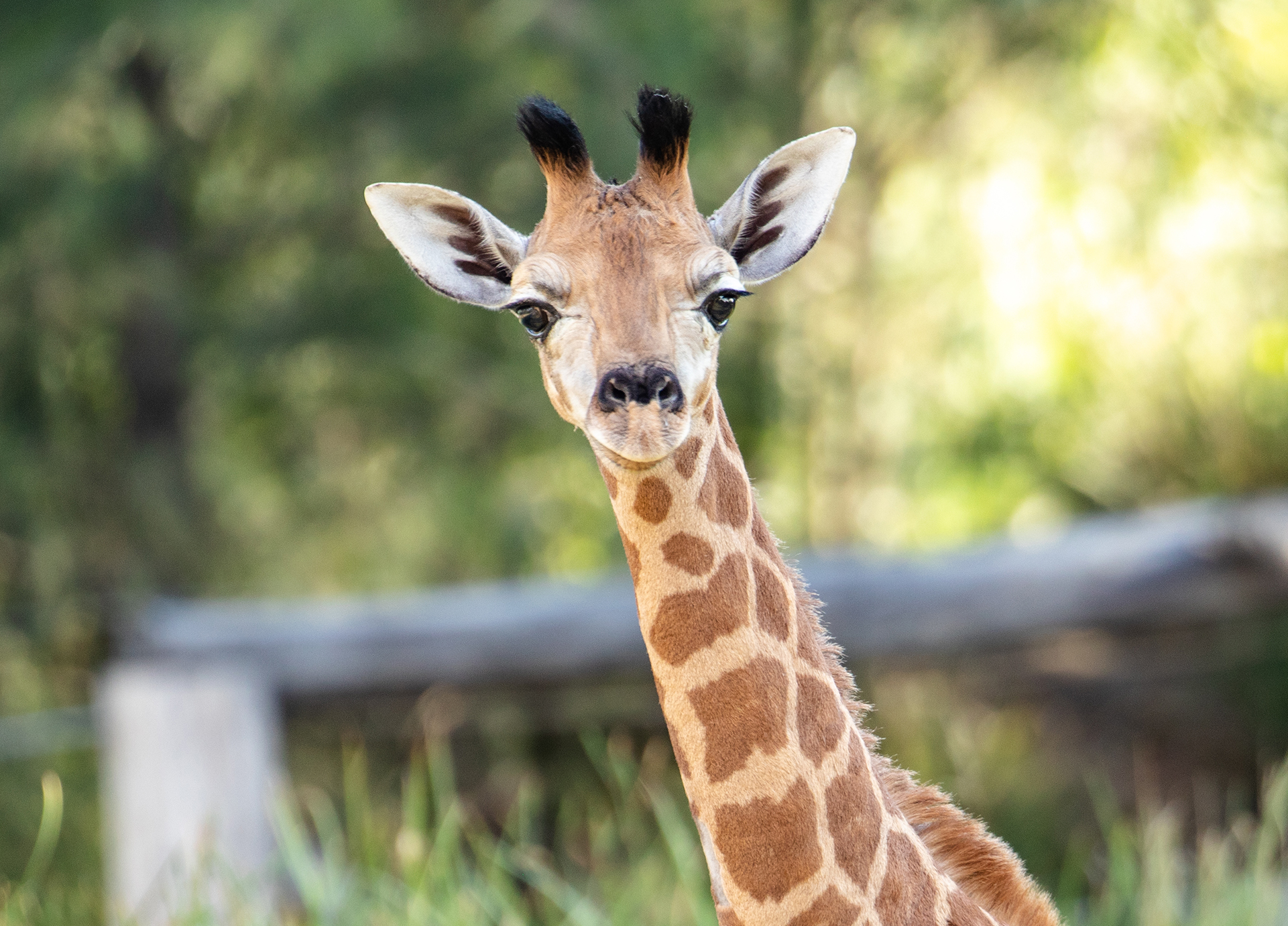 GiraffeComp-Header-Mobile