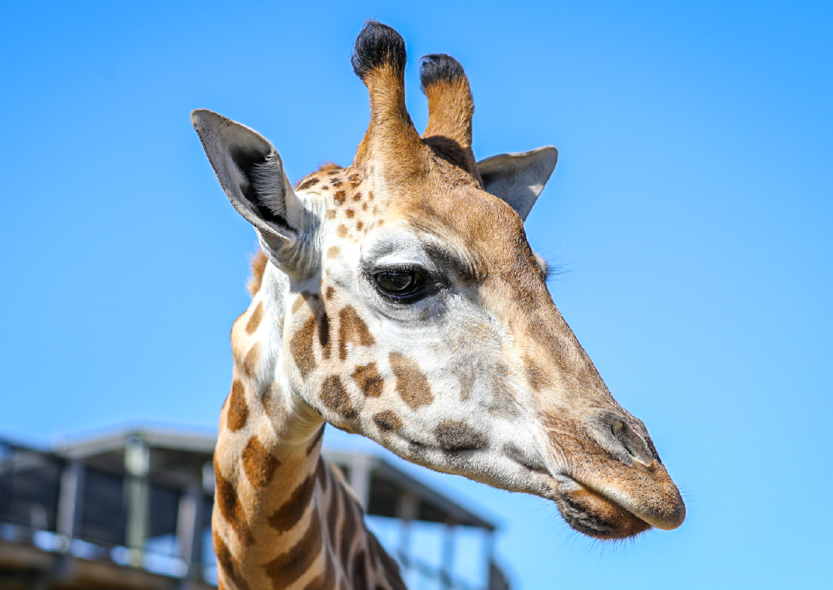 Giraffe_Encounter_Image3