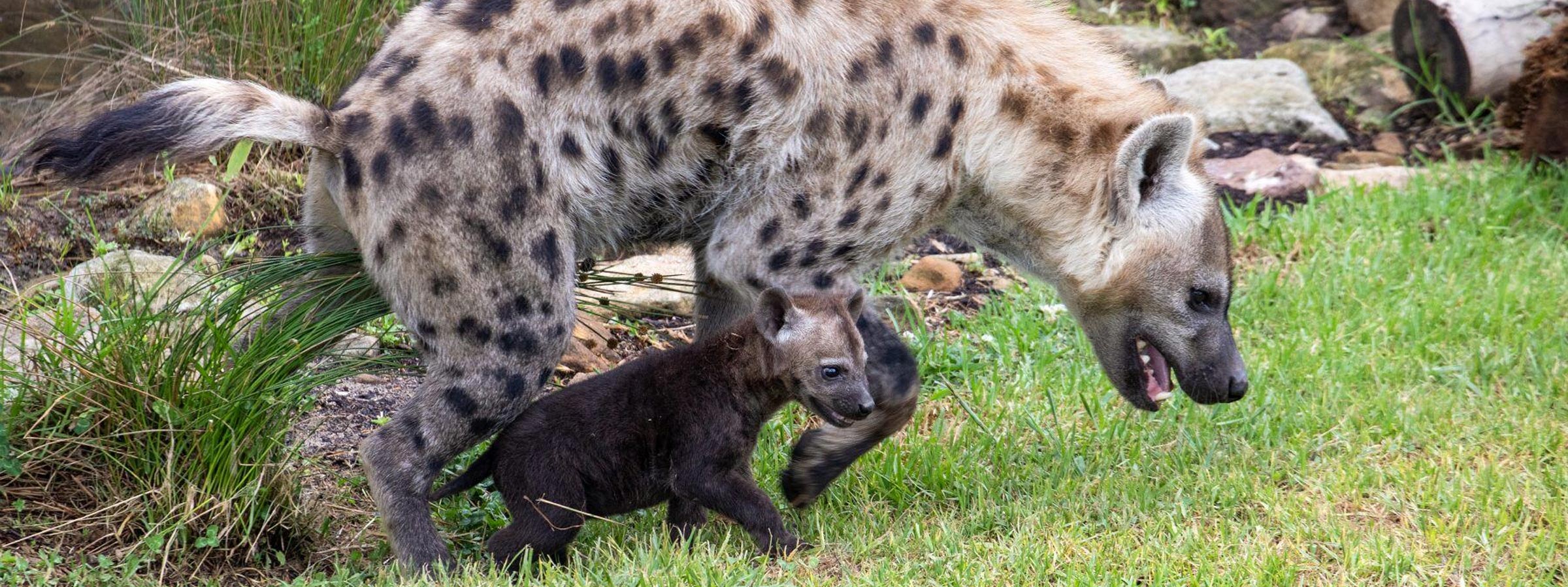 HyenaBabyBlog-Header-Desktop