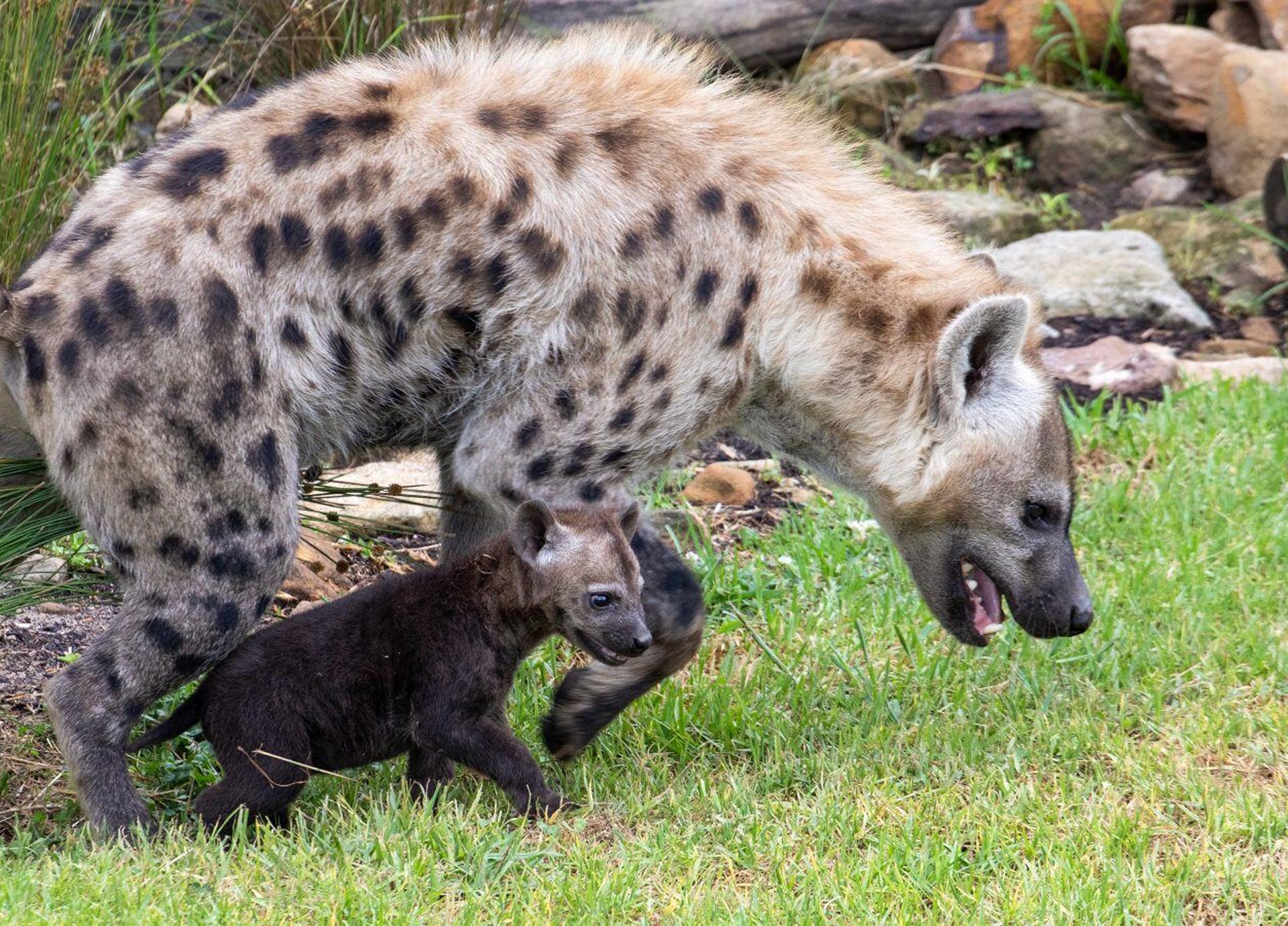 HyenaBabyBlog-Header-Mobile