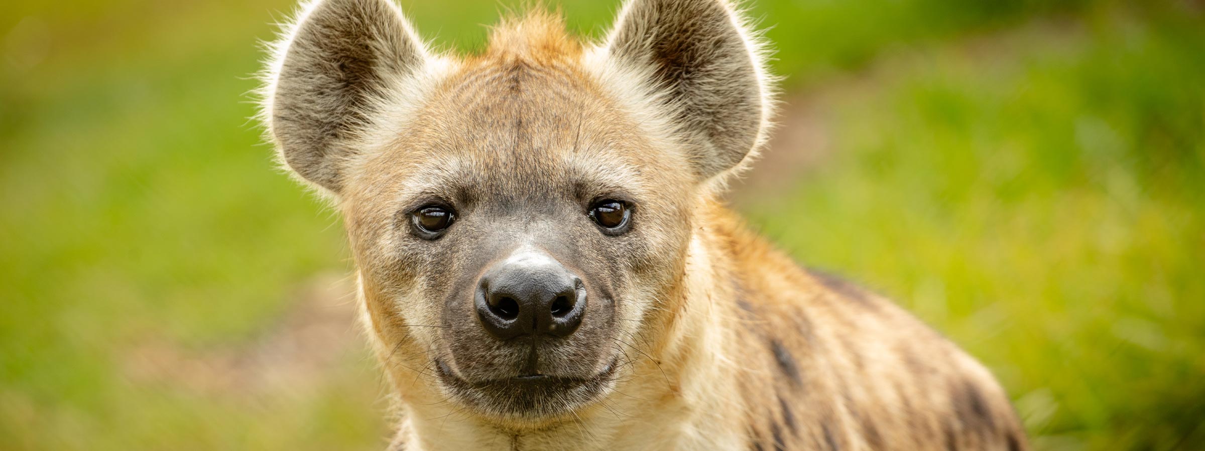 HyenaEncounterBlog_Desktop