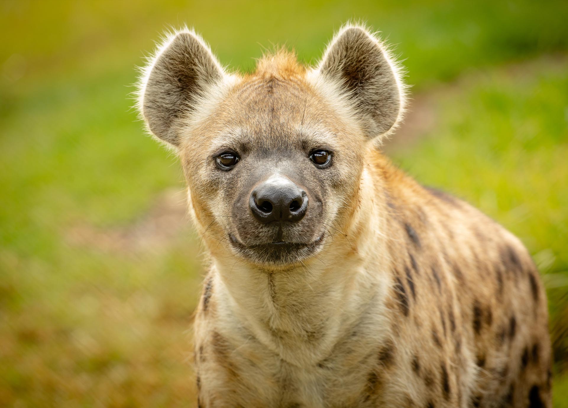 HyenaEncounterBlog_Mobile