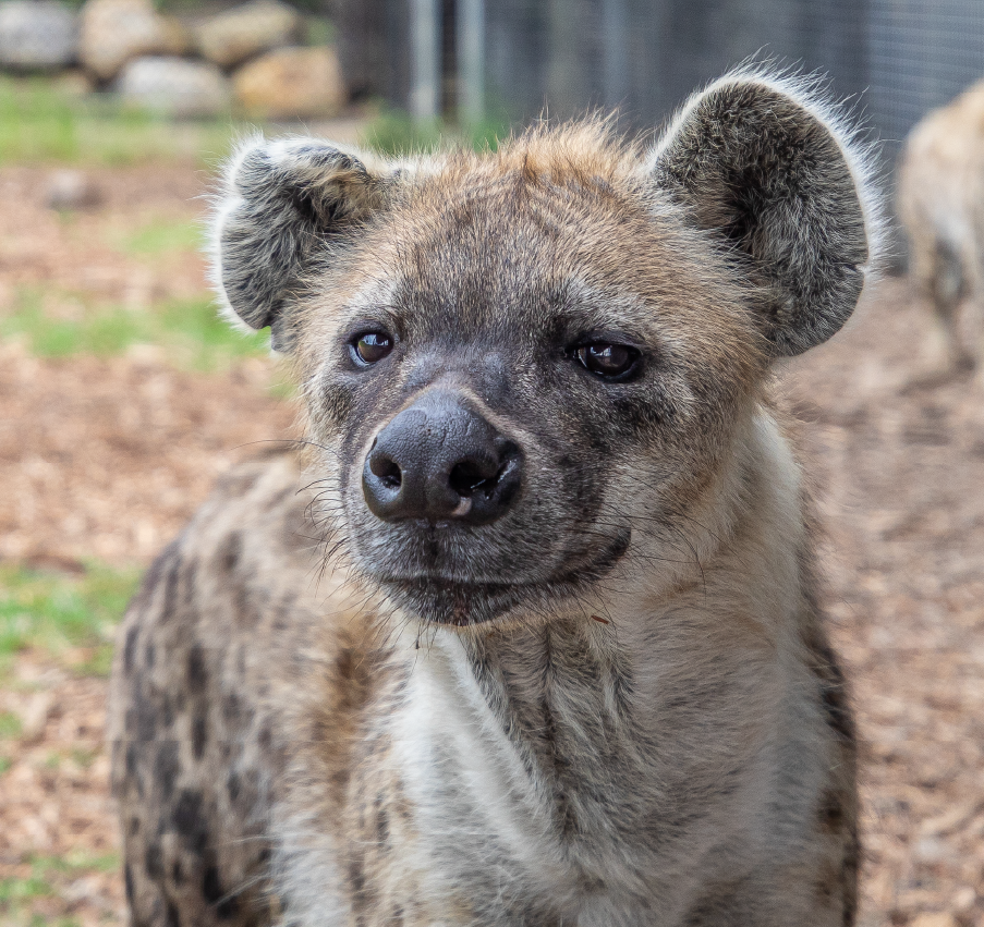 Hyena_Encounter_Image3