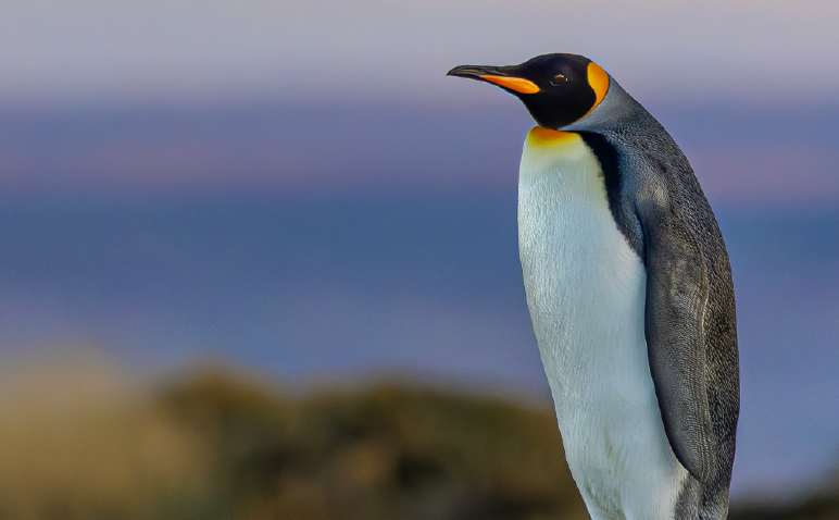 King Penguin