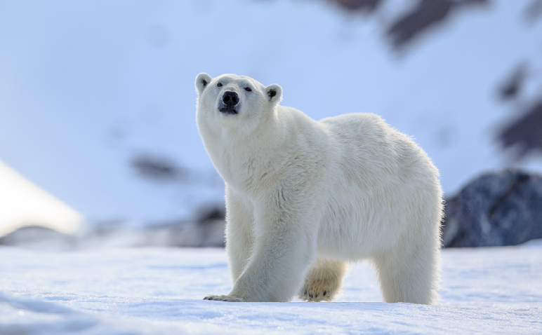 Polar Bear