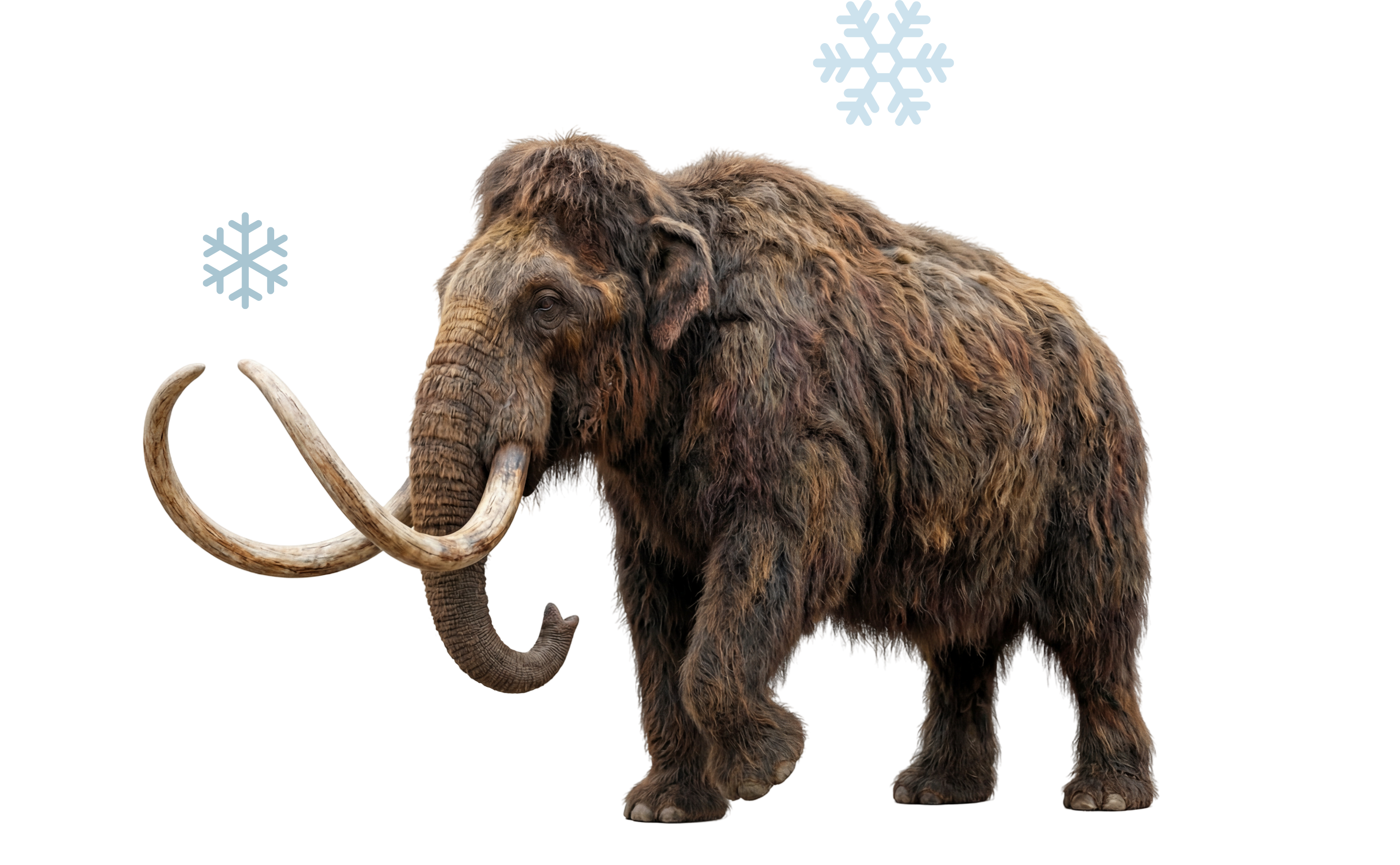 Woolly Mammoth