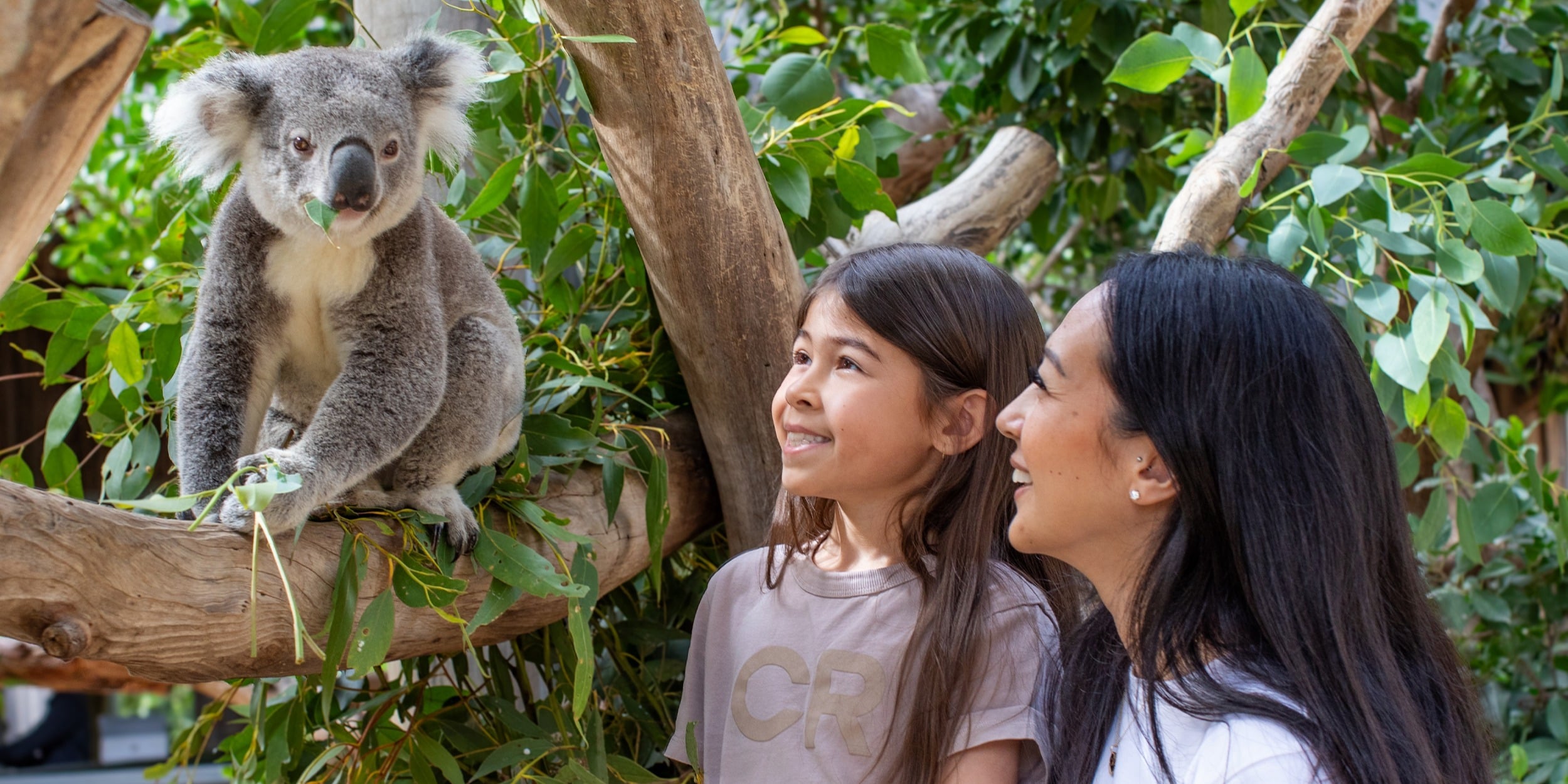 Koala-Encounter