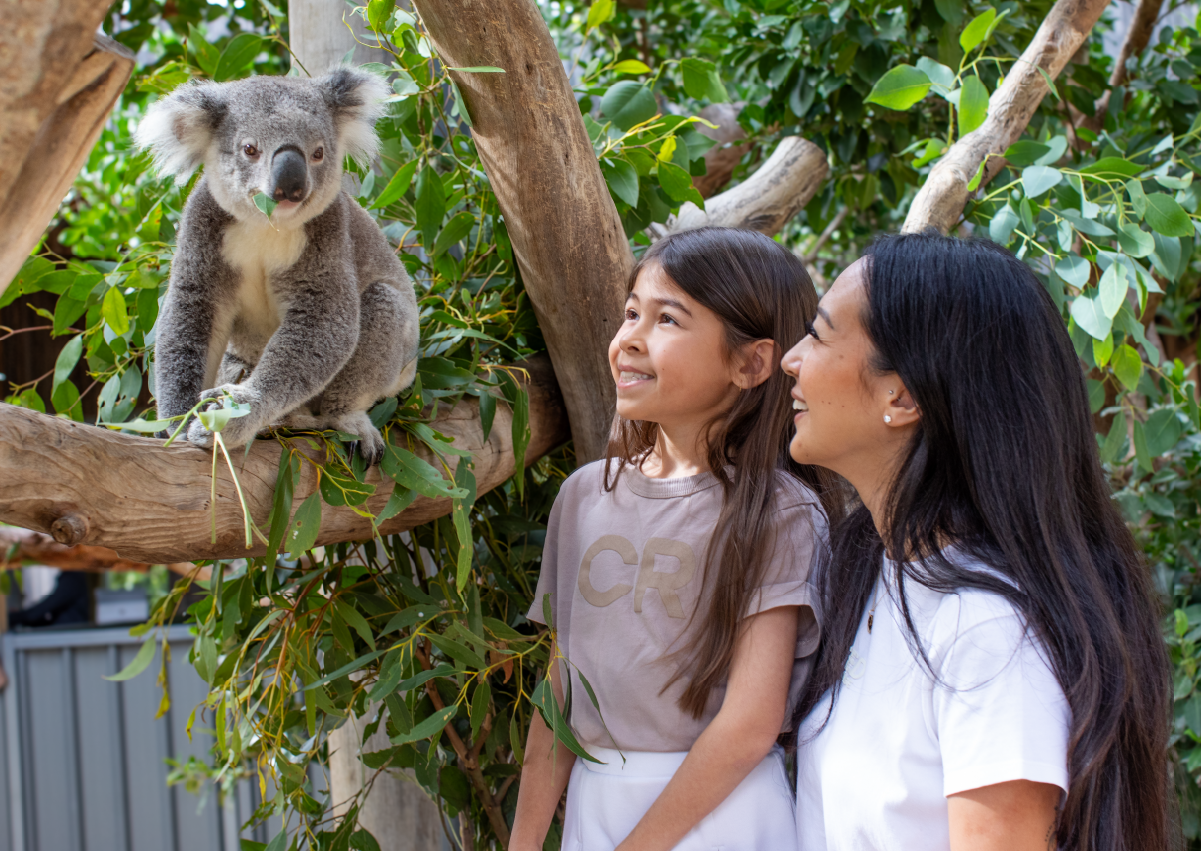 Koala_Encounter_Image1
